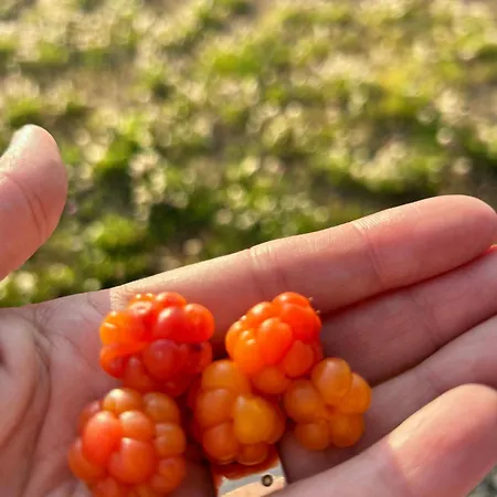 Modern With Panoramic Views At Nesfjellet בית נופש נסביין
